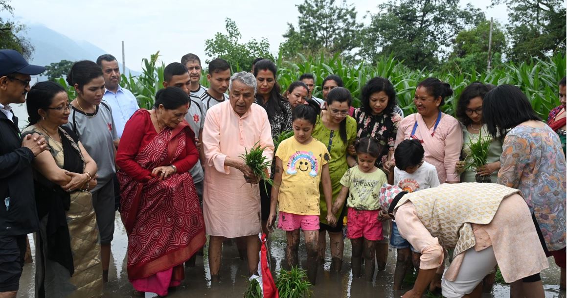 शीतल निवासमा गरियो रोपाइँ धान