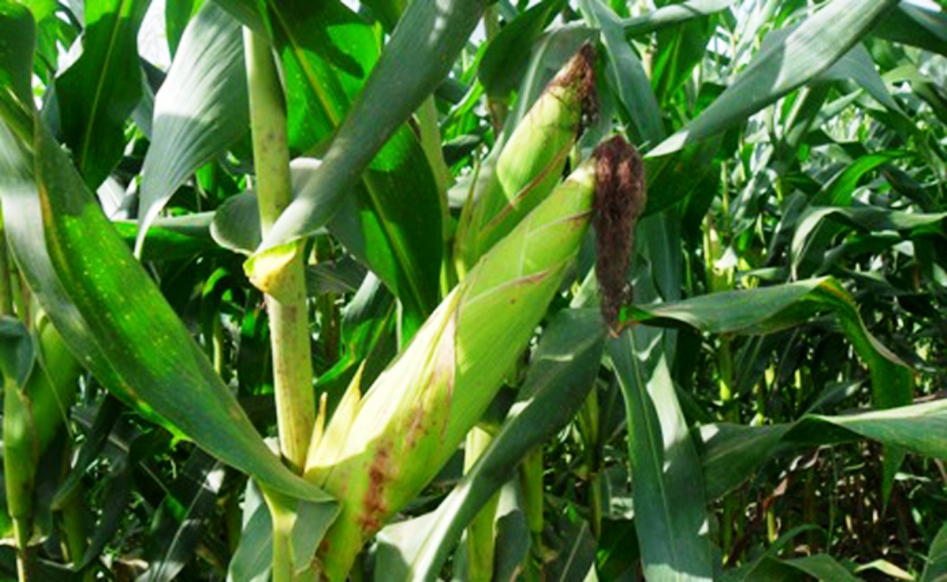 बारामा ८७ हजार मेट्रिकटन मकै उत्पादन