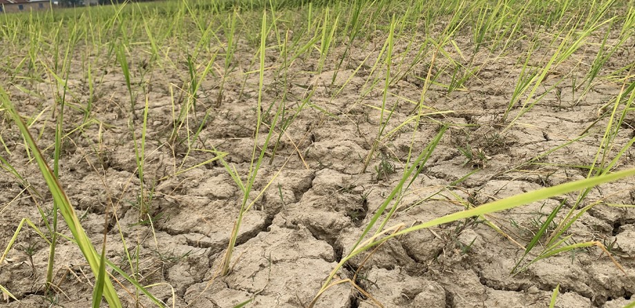 आकाशको पानीको भरपर्दा सर्लाहीमा भएन रोपाइँ