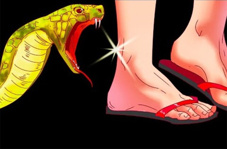 बर्खासँगै बढ्न थाले सर्पदंशका बिरामी