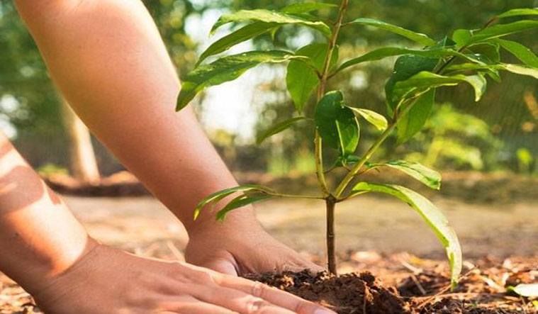 विद्युत् प्राधिकरणका देशभरका कार्यालयमा वृक्षारोपण