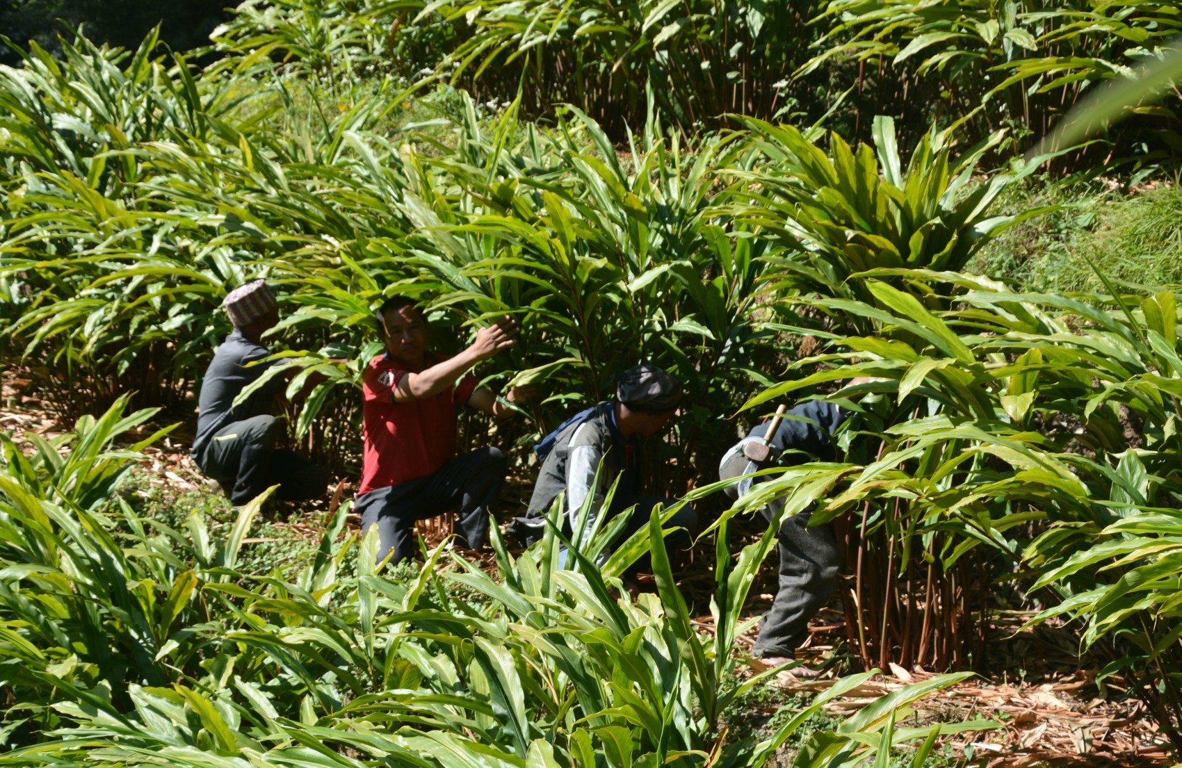 अलैँचीको मूल्य घट्यो, अब कति ?