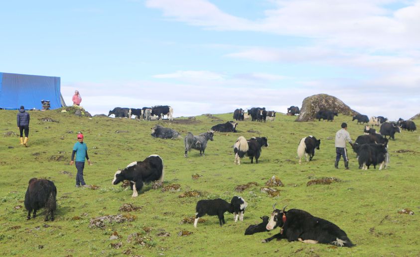 चौँरीपालन व्यवसायमा किसानको आकर्षण घट्दो
