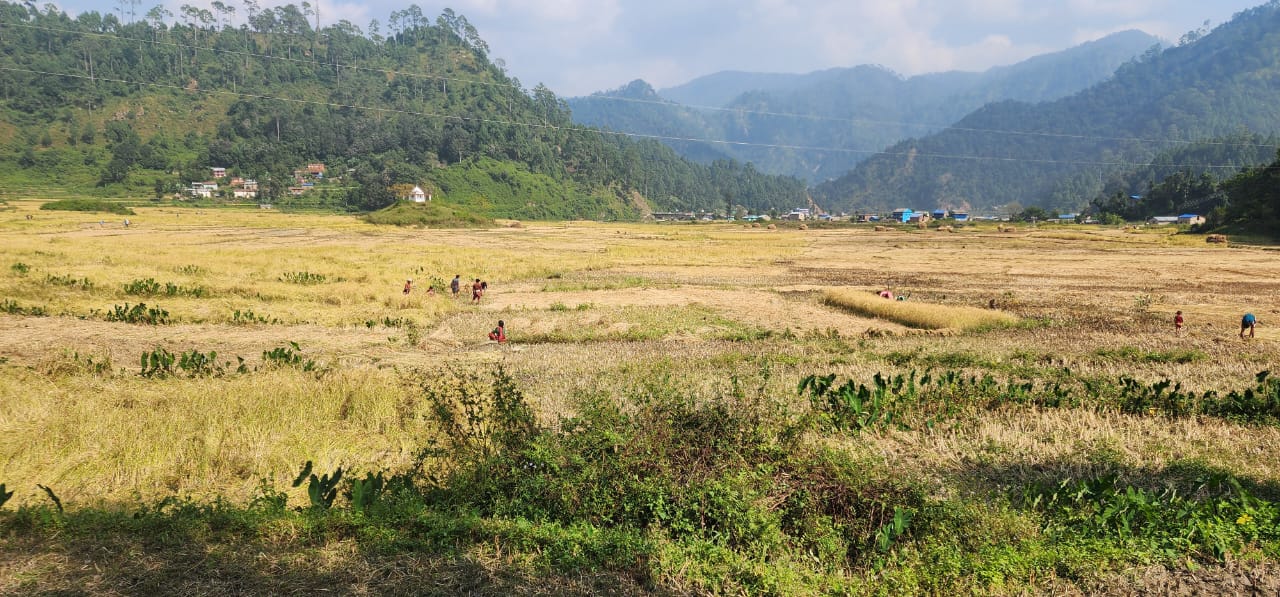 धानको उचित मूल्य नपाउँदा किसान निराश