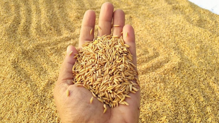 खाद्य कम्पनी ४२ हजार क्विन्टल धान खरिद गर्दै