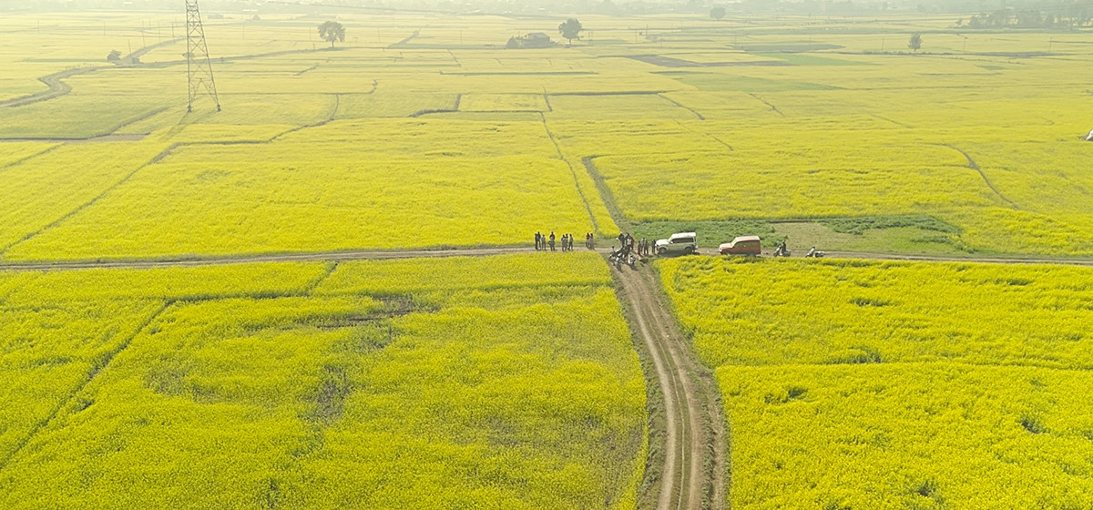 तोरीखेतीतर्फ आकर्षित हुँदै भद्रपुरका किसान