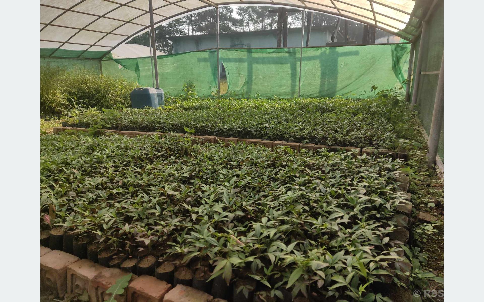 टिमुरका बिरुवा बिक्री गरेर वार्षिक रु दुई लाख आम्दानी