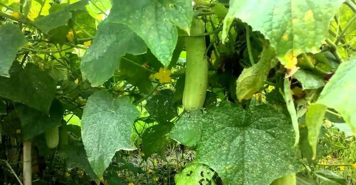 बेमौसमी काँक्राखेतीबाट तीन महिनामै डेढ लाख आम्दानी