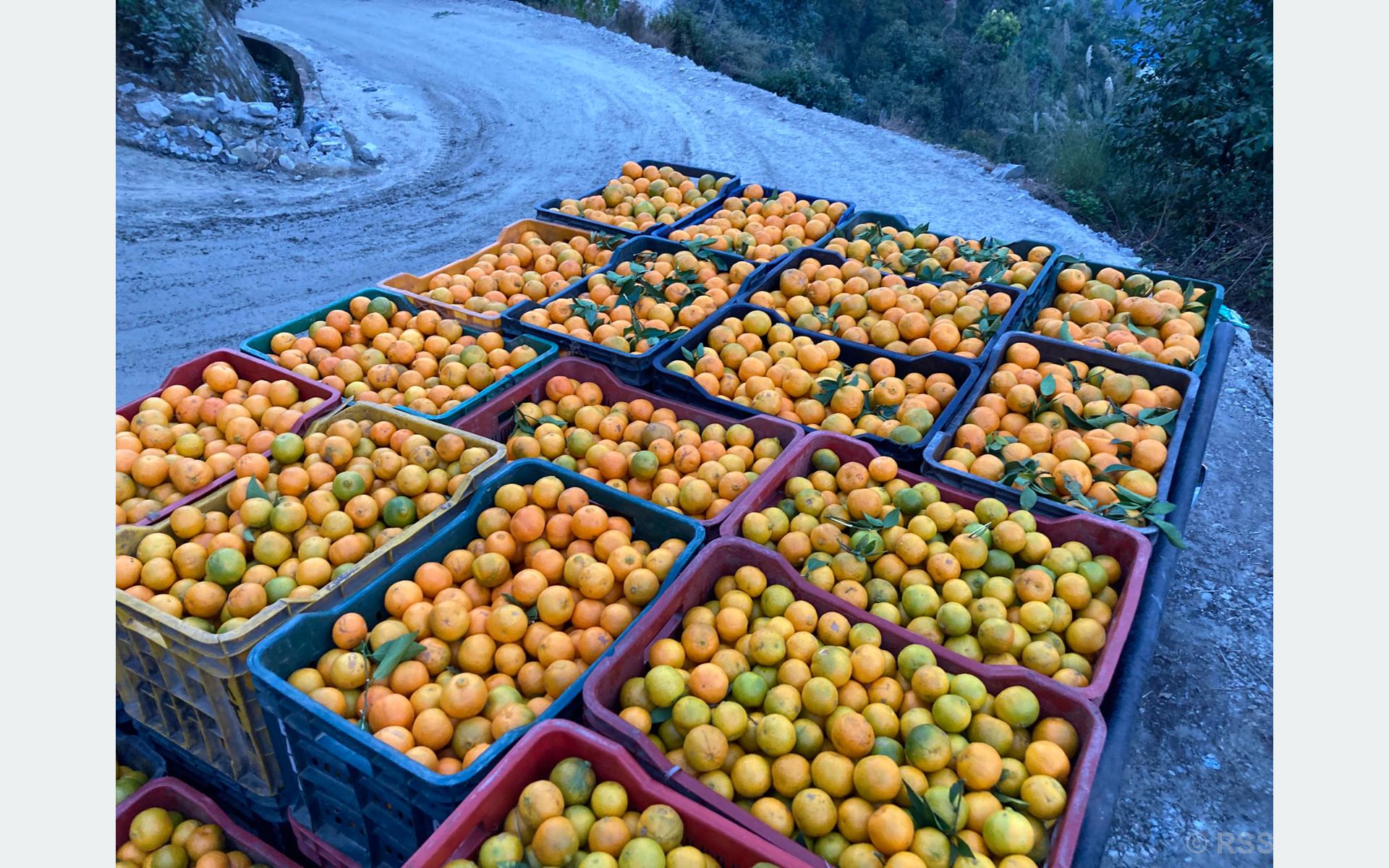 बगैँचाबाटै बिक्री भयो सुन्तला, किसान उत्साहित