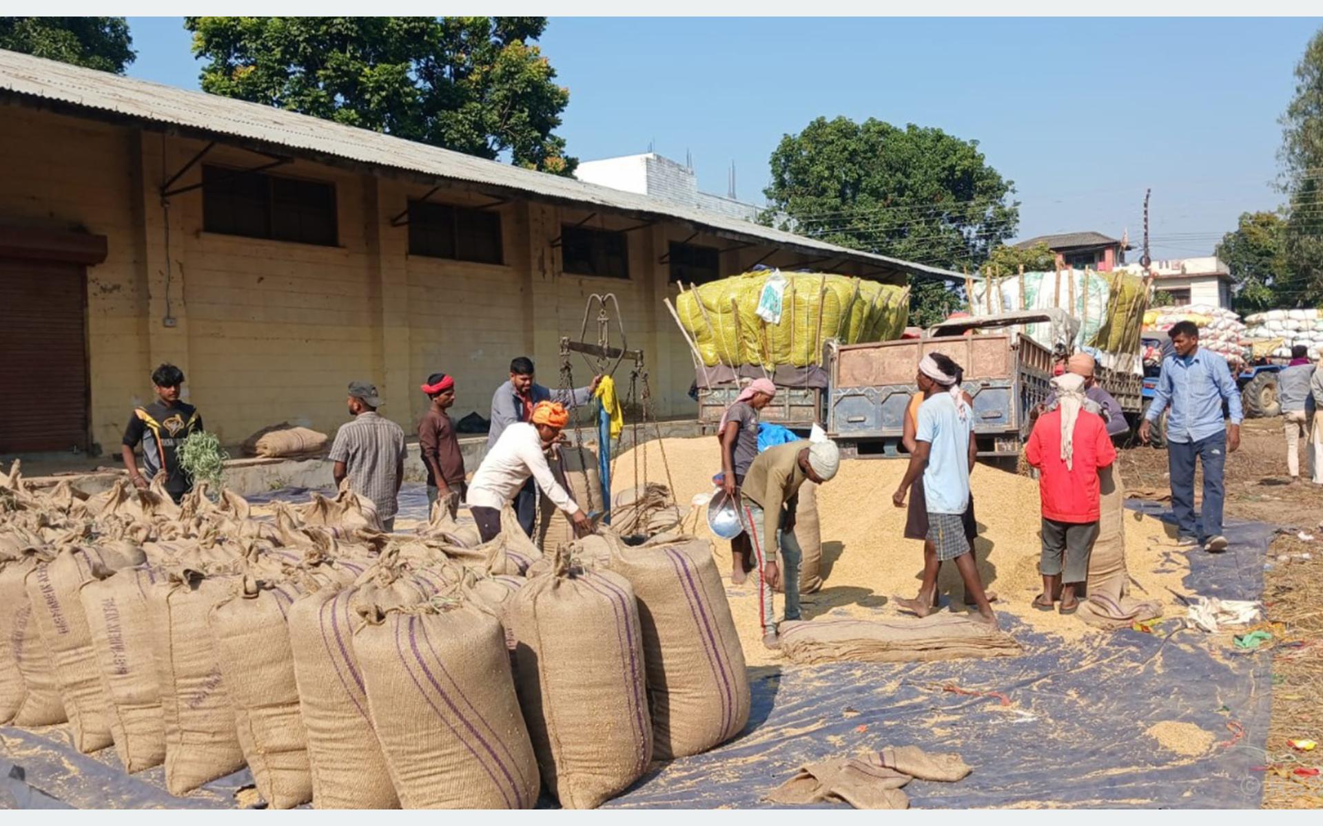 बाँकेका किसानले बिक्री गरे १२ करोडको धान