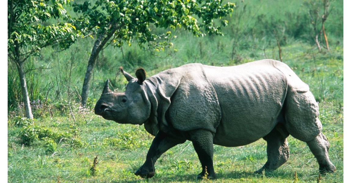 किन रोकियो गैँडा गणना ?