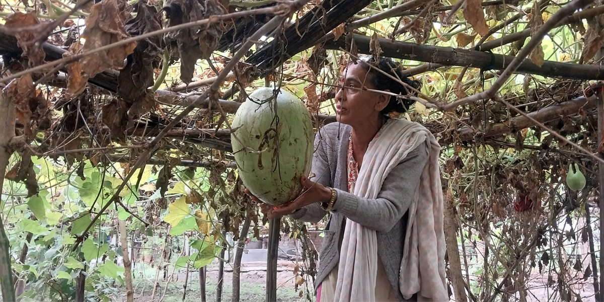 लौका बेचेरै गरेको आम्दानीले छोरा–बुहारीलाई जापान पठाइन्, कमाउँछिन् महिनाको ४० हजार