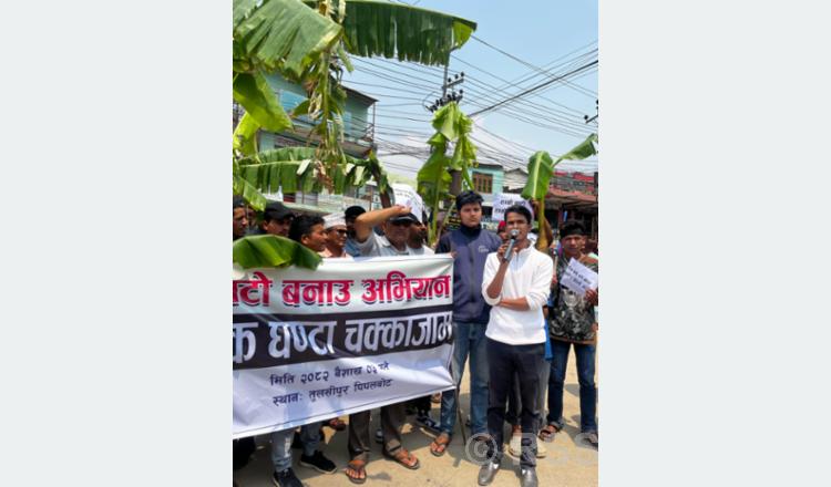 रानीजरुवामा सडकमै रोपियो केरा  