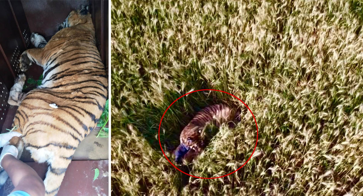 गहुँबारीबाट उद्धार गरिएको पाटेबाघलाई निकुञ्जमा छाडियो