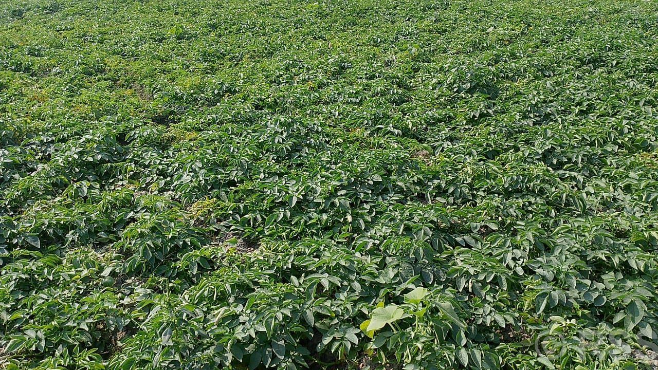 आलुखेतीबाट आठ लाख आम्दानी