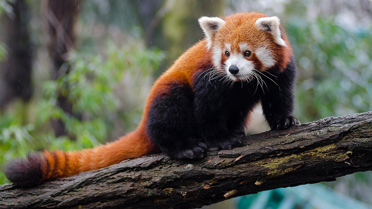 खोटाङमा सोमबारदेखि हुने रेडपाण्डा तथा थार महोत्सवको तयारी पूरा