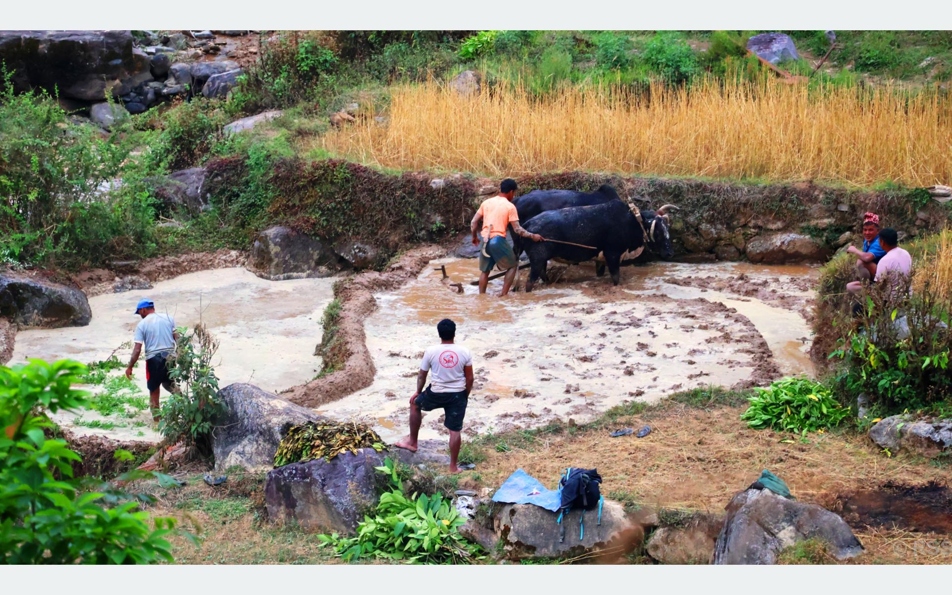 हलगोरु पाल्ने १७८ किसानले पाए पोषणभत्ता