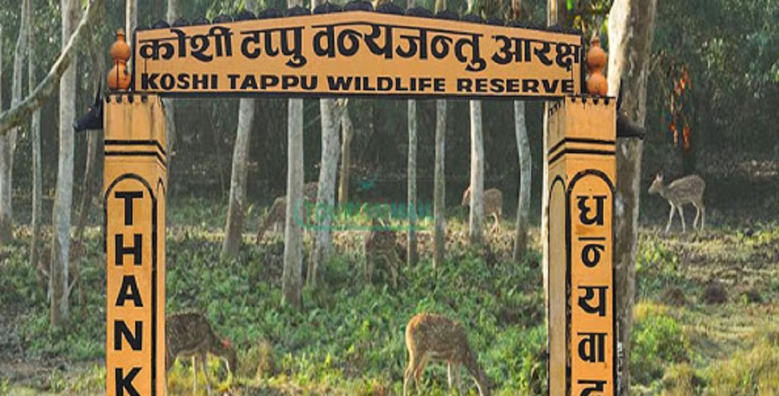 कोसी टप्पुमा पर्यटकको सङ्ख्या वृद्धि