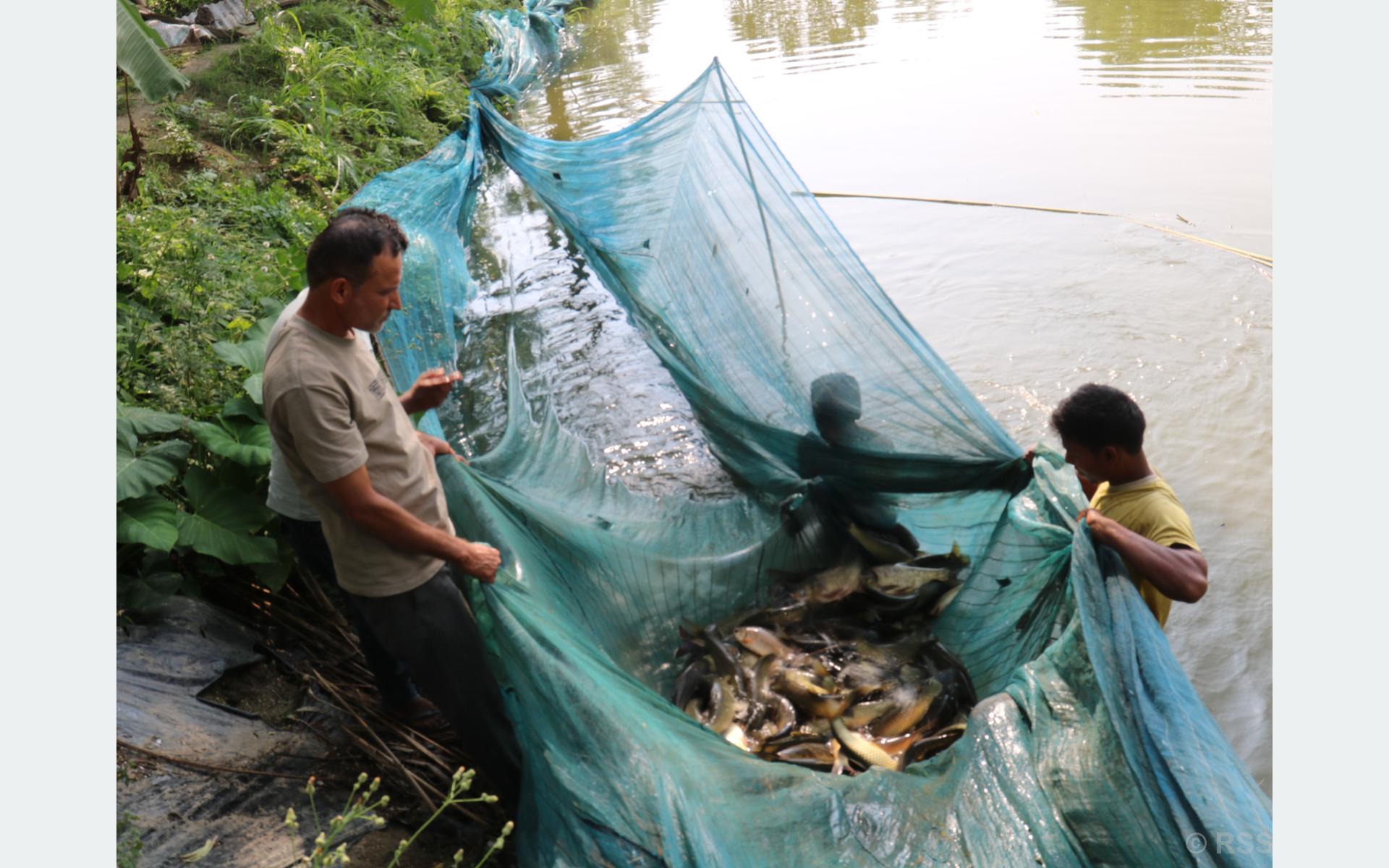 माछा बेचेर डेढ करोड आम्दानी