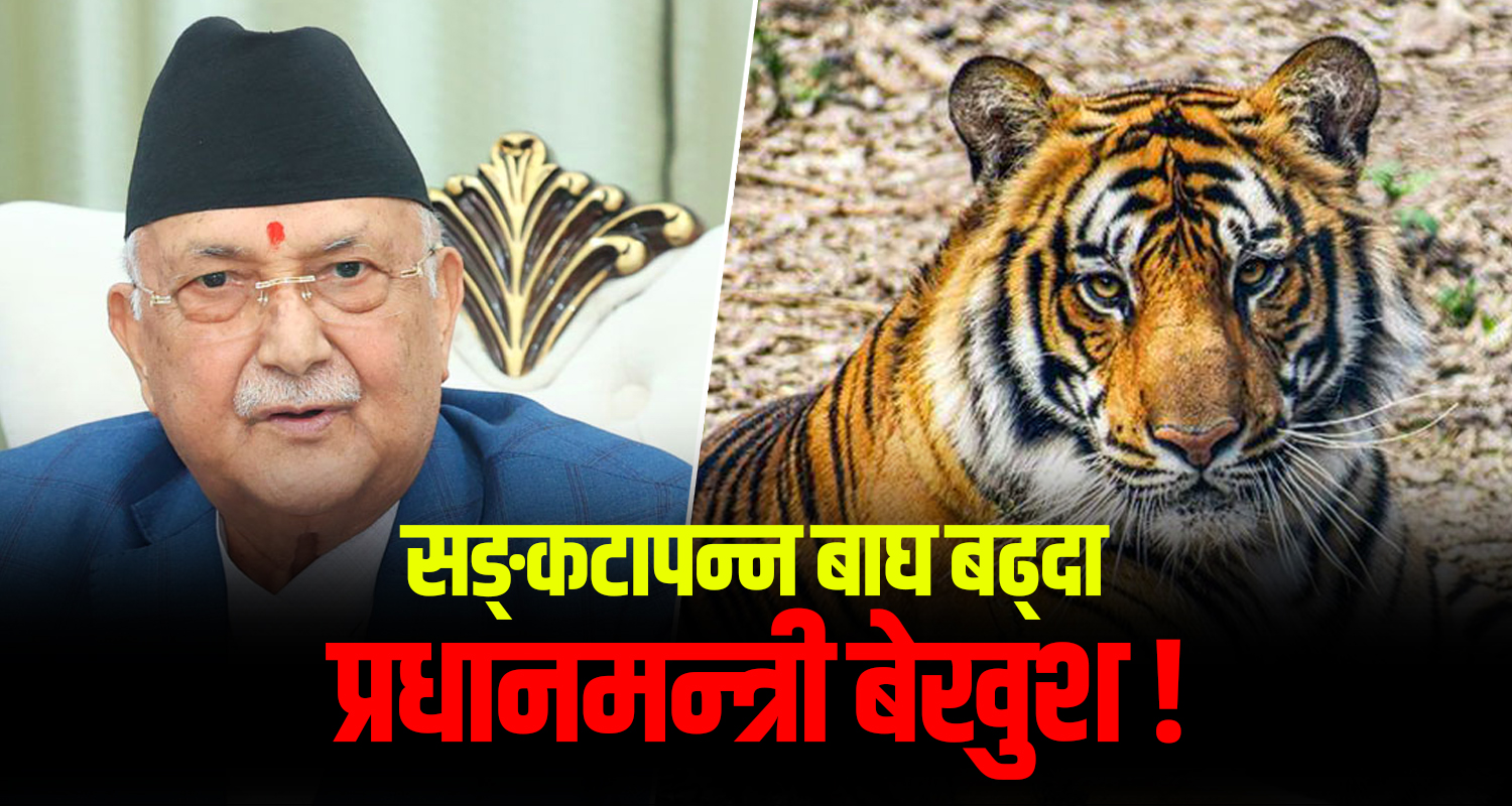 प्रधानमन्त्रीज्यू, सङ्ख्या प्रकृति संरक्षक बाघको होइन, देश विनाशक भ्रष्टको घटाउनुस् !