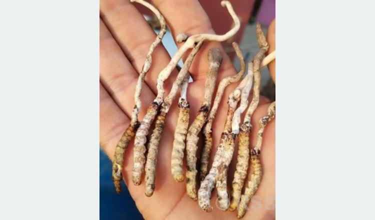 पाल्पाको रिमिघा लेकमा यार्सागुम्बा फेला