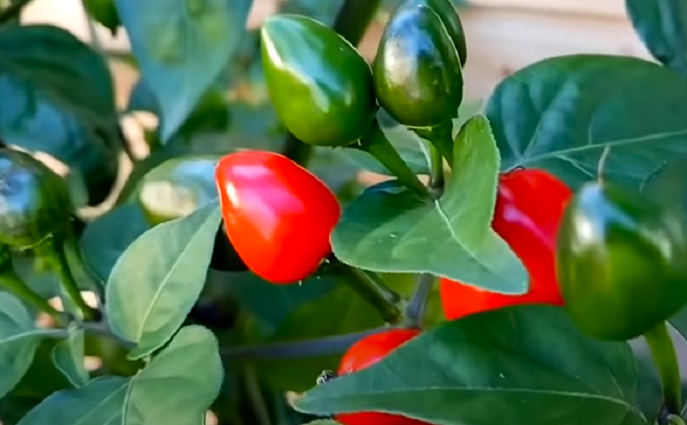 एक सय रोपनीमा अकबरे खुर्सानीखेती