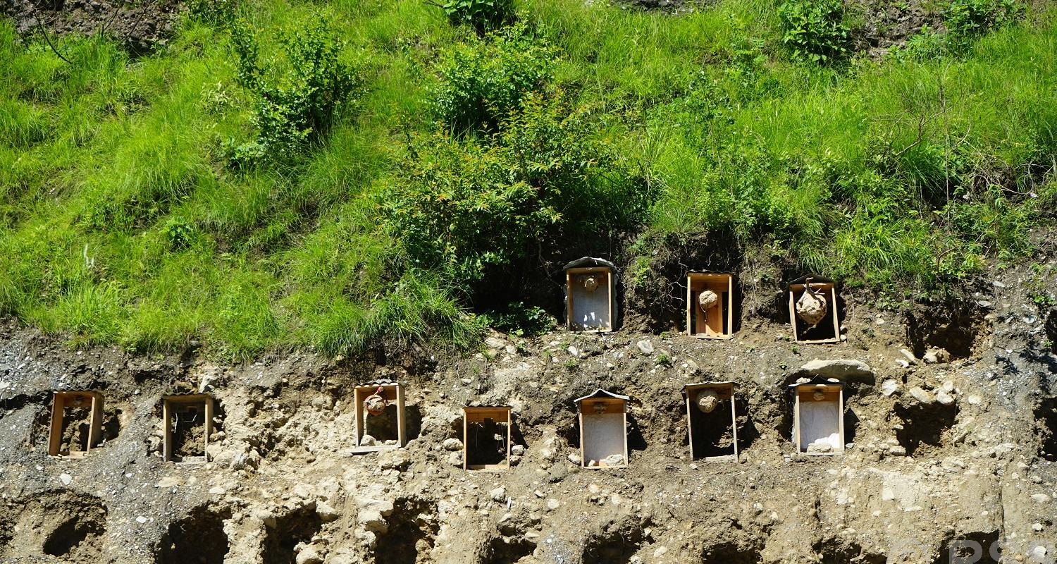 म्याग्दीमा व्यावसायिक अरिङ्गालपालन सुरू