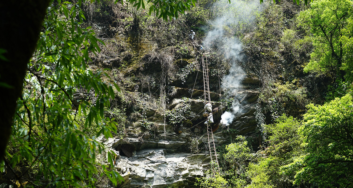 आधाभन्दा बढीले घट्यो भिरमहको उत्पादन