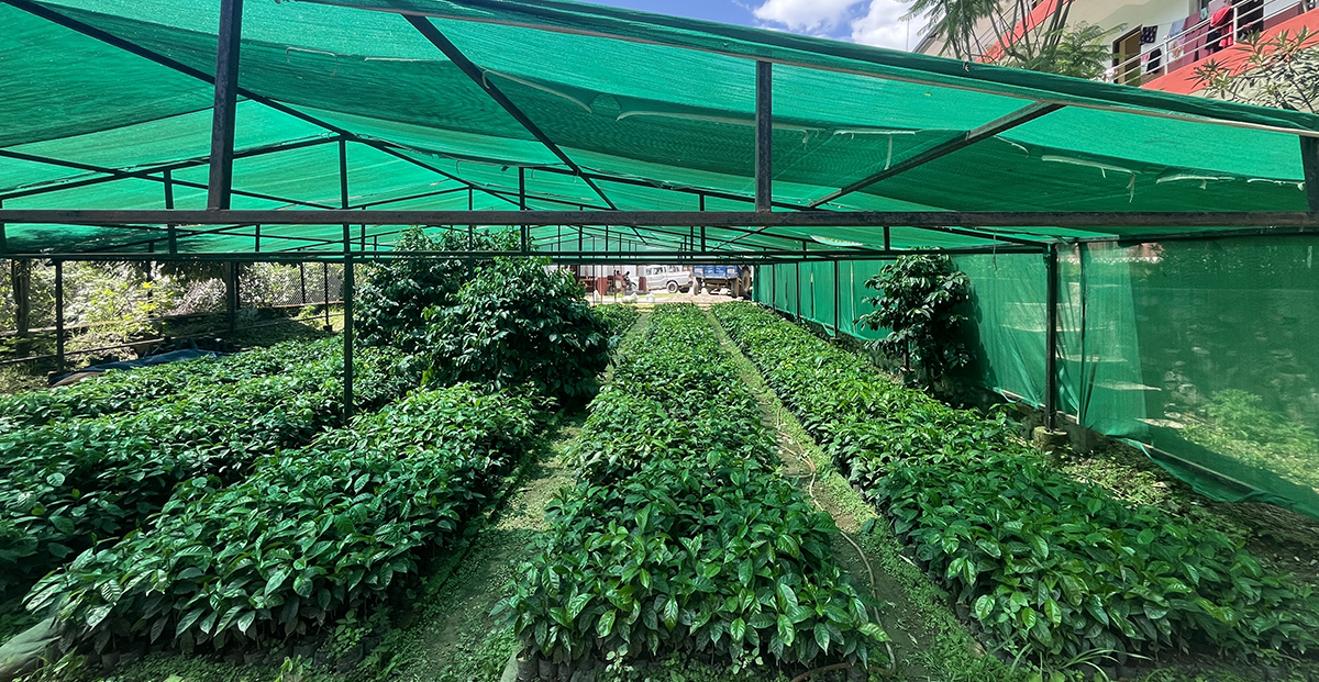 कफीका बिरुवाको माग बढ्याे