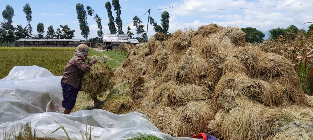 चैते धानको उत्पादन बढ्दा, मूल्यमा गिरावट