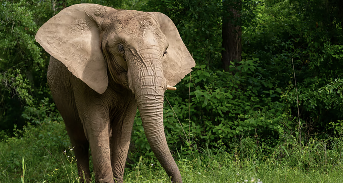 मानव–हात्ती द्वन्द्व : डेढ दशकमा ७२ मानिस र २५ हात्तीको मृत्यु
