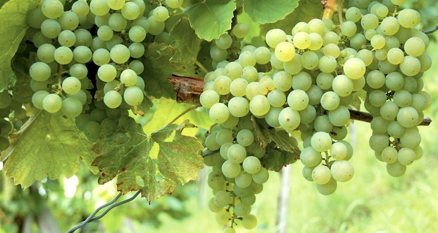 हरियो अङ्गुर प्रतिकिलो २५० रुपैयाँ, अन्य फलफूल र तरकारीको मूल्य कति ?