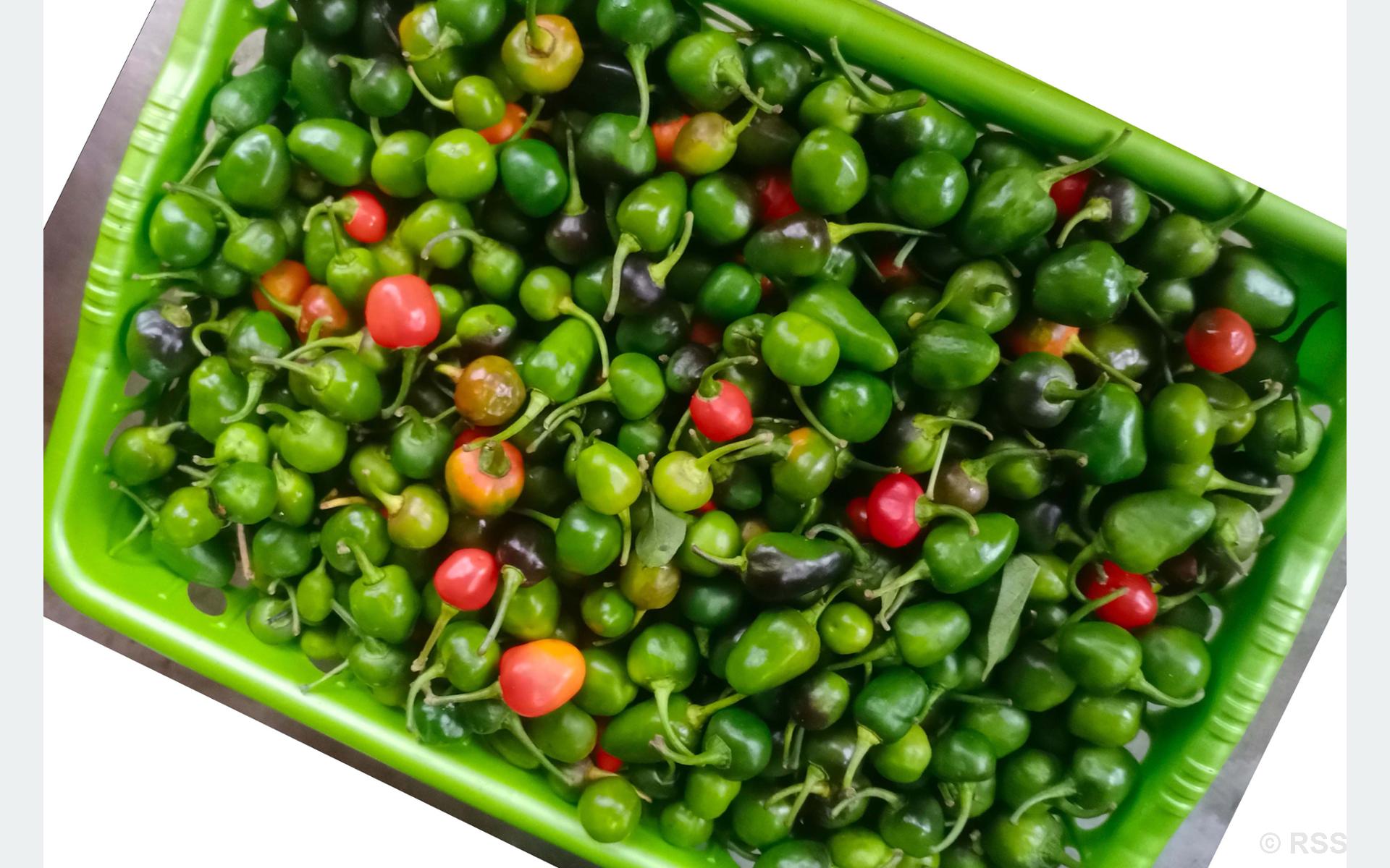 अकबरे खुर्सानीको मूल्य प्रतिकिलो एक हजार !