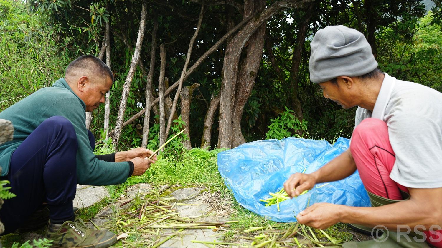 लेकाली च्याउ, टुसा र ढकायो उपभोक्ताको रोजाइमा
