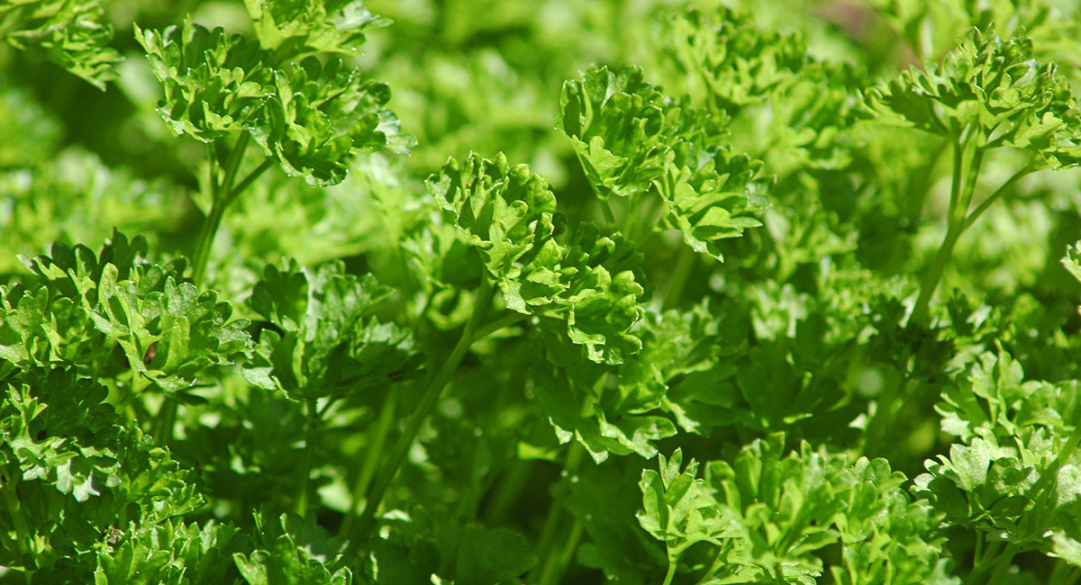 पार्सले किलोको हजार, अन्य सागसब्जी र फलफूलको मूल्य कति ?