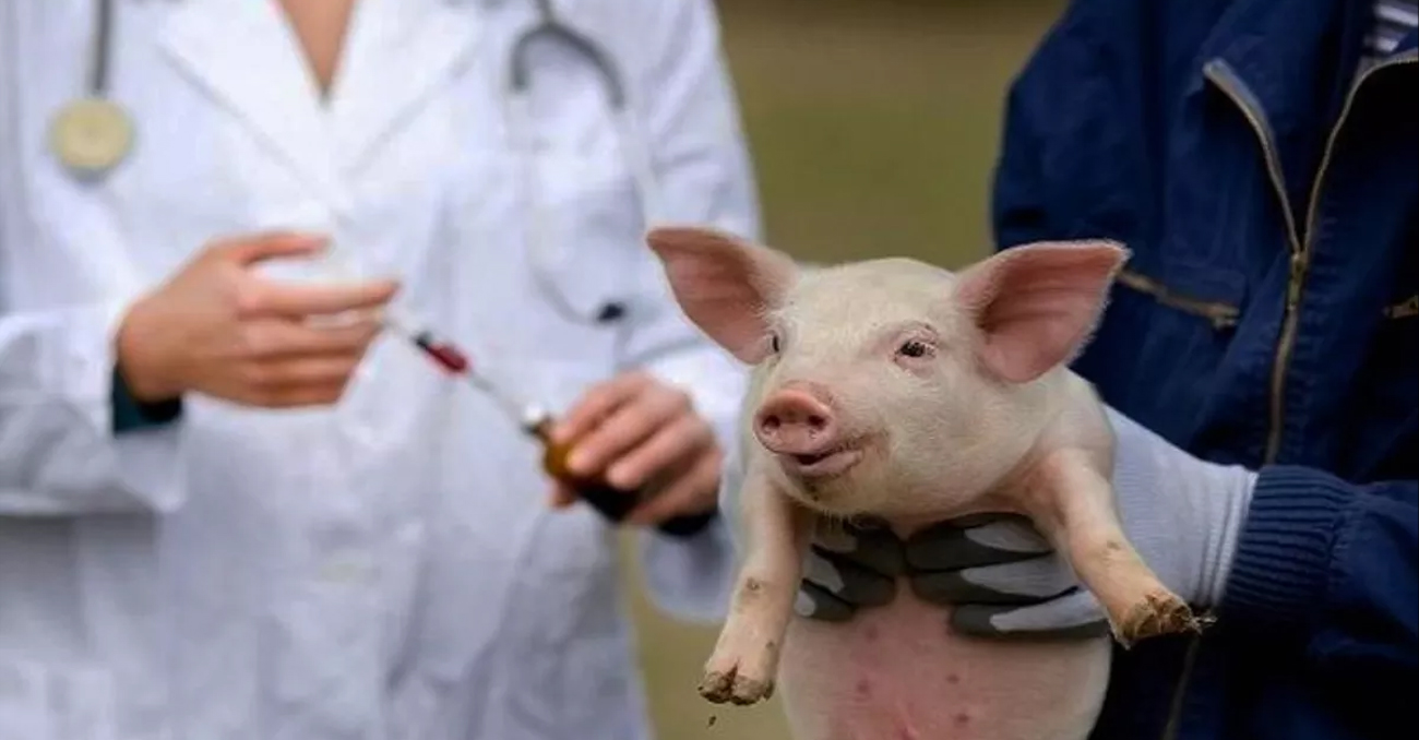 झापामा देखा पर्‍याे ‘अफ्रिकन स्वाइन फ्लू’