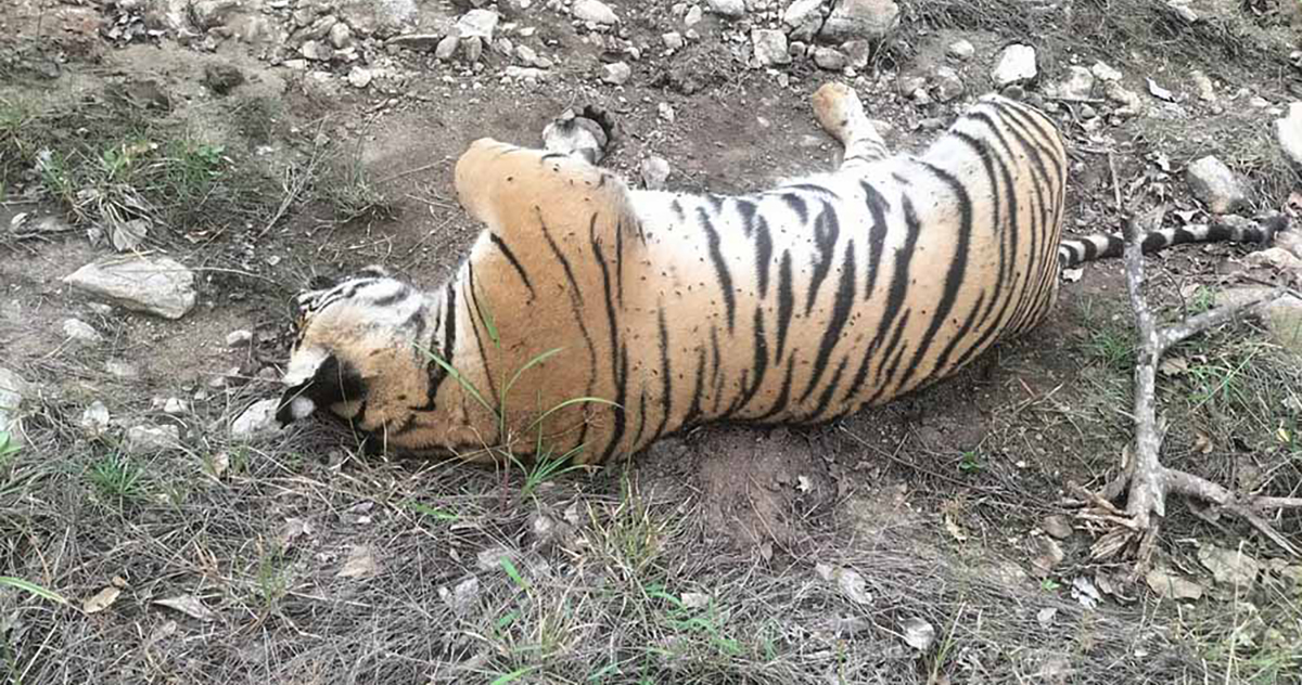 बघिनी र चार डमरूको मृत्यु, छानबिन गर्न आदेश