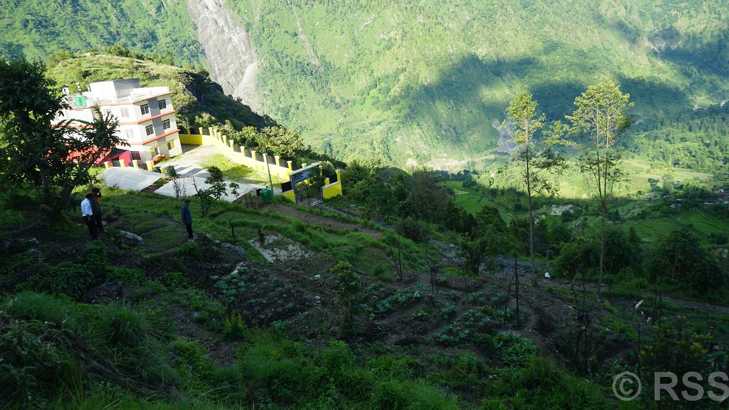 बाँझिएको पाखोबारीमा झाडी फाडेर तरकारी खेती