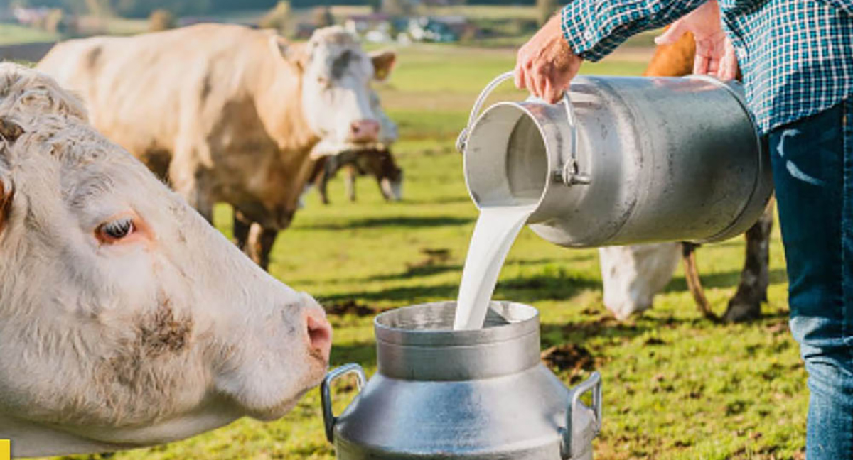 अमेरिकाले भारतमा बेच्न चाहेको ‘मांसाहारी दूध’ के हो ?
