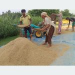 चैते धानको न्यूनतम समर्थन मूल्य कार्यान्वयन गर्न कृषि मन्त्रालयको आग्रह