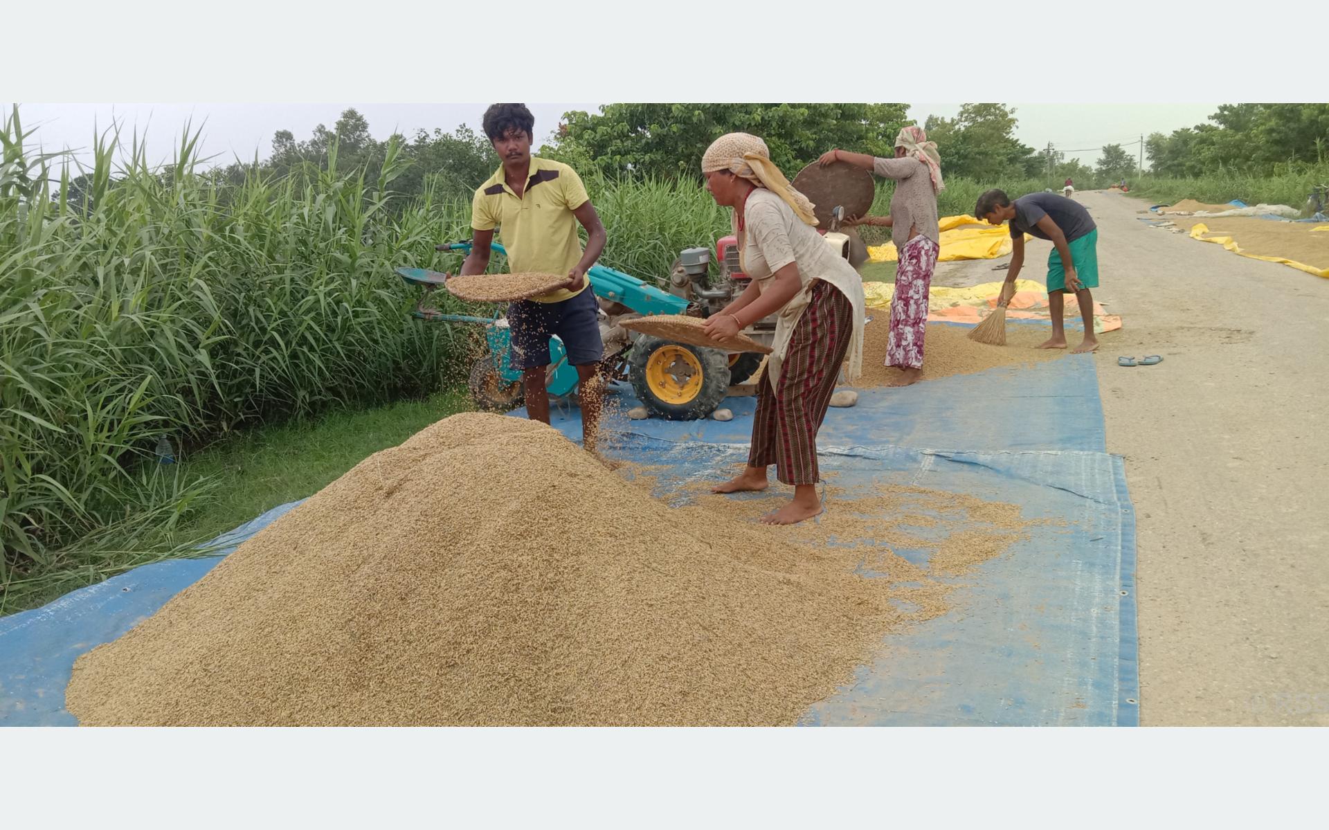 चैते धानको समर्थन मूल्य निर्धारण गर्न किसानको आग्रह