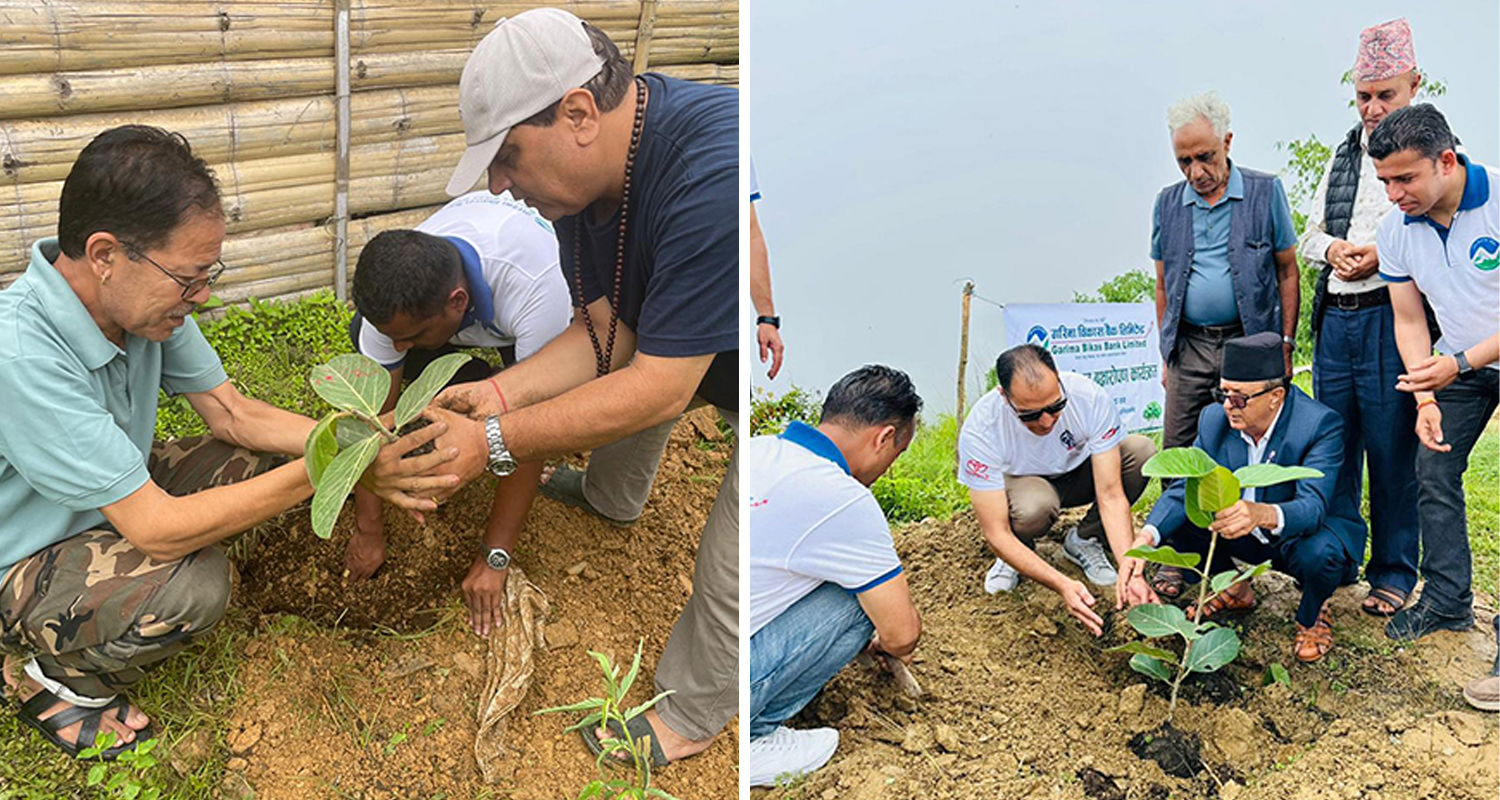 गरिमा विकास बैंकद्वारा वृक्षरोपण