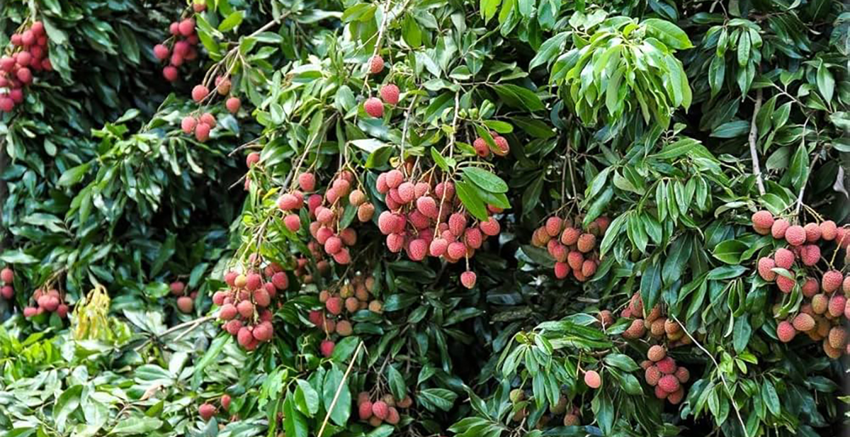 एकै गाउँपालिकाबाट झण्डै एक करोडको लिची बिक्री