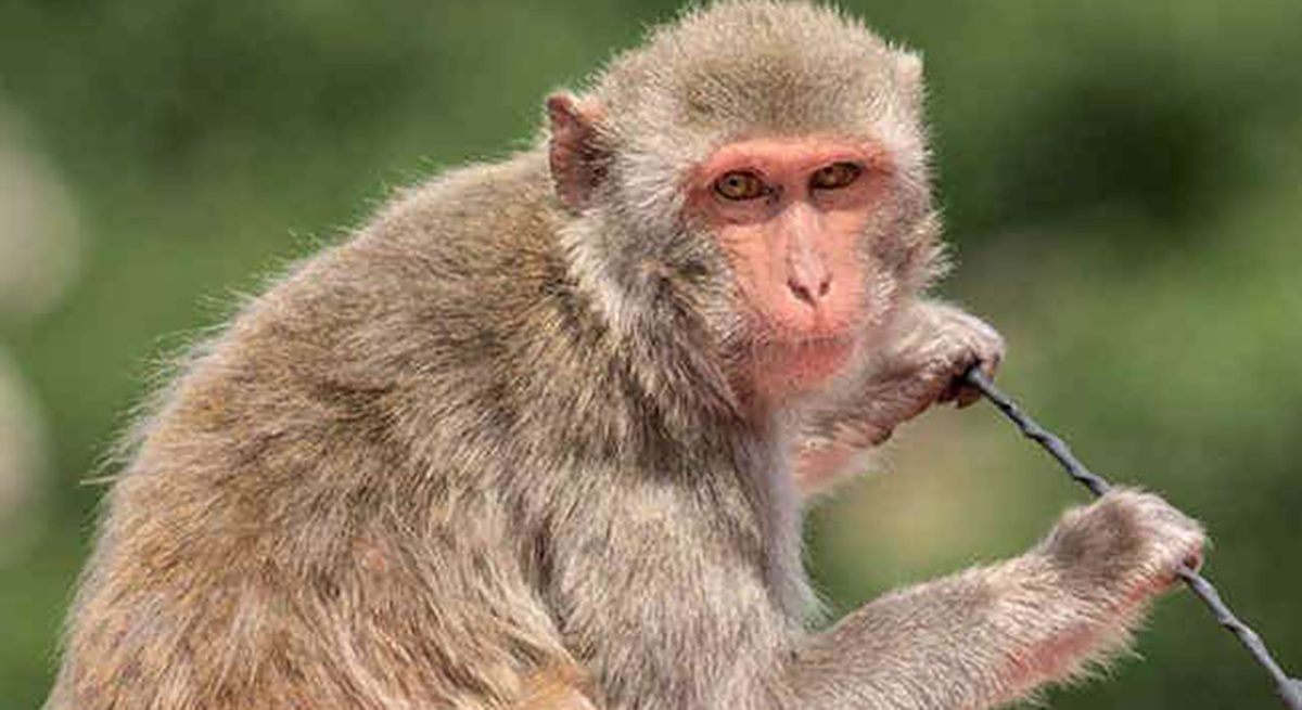 बाँदर आतङ्कले किसानलाई बाली जोगाउनै सकस