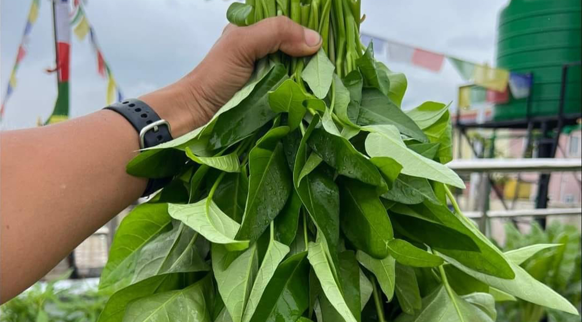 पालुङ्गो किलोको १६० रुपैयाँ, अन्य तरकारी र फलफूलको मूल्य कति ?