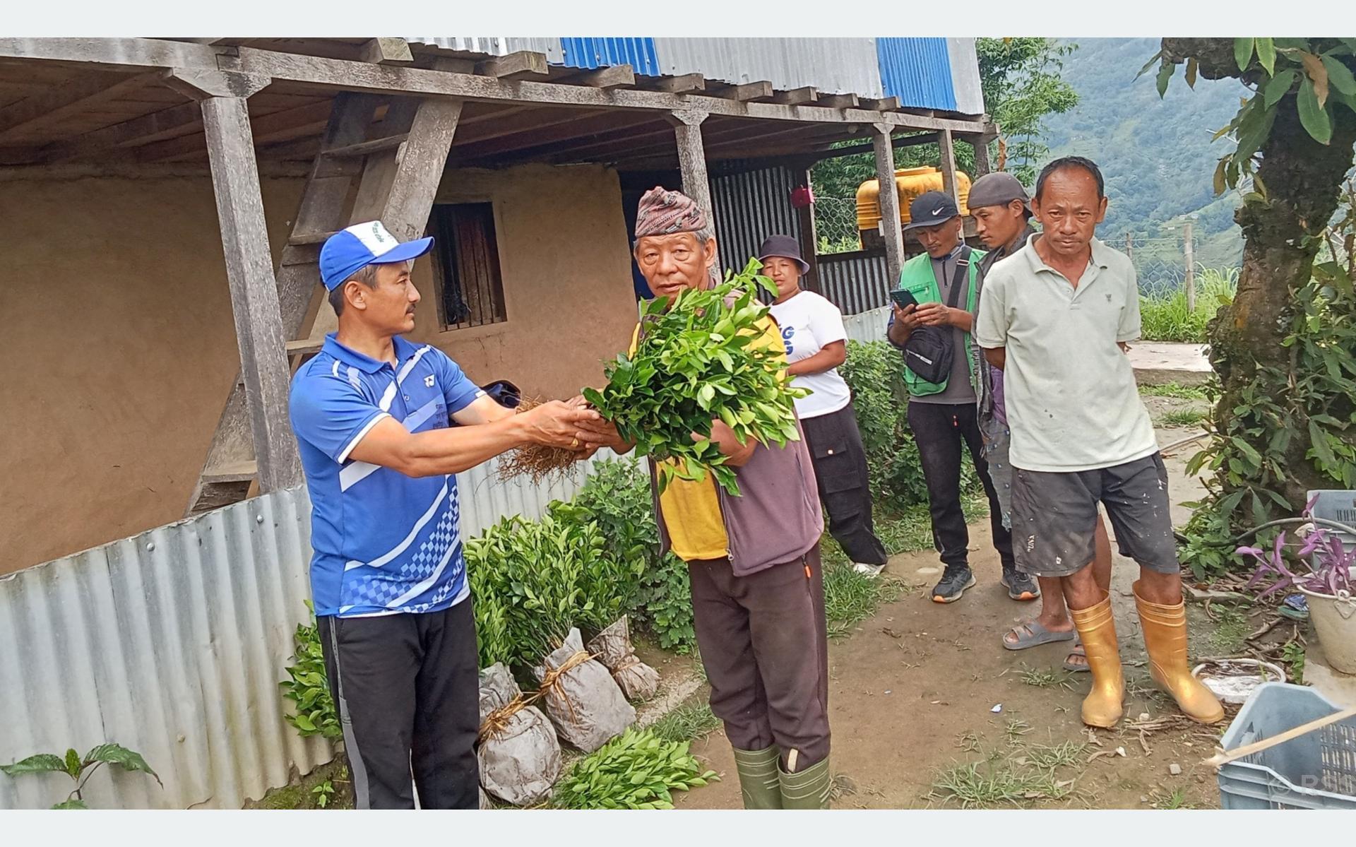 खावाको कृषि पकेट क्षेत्रमा सुन्तलाको विरुवा वितरण