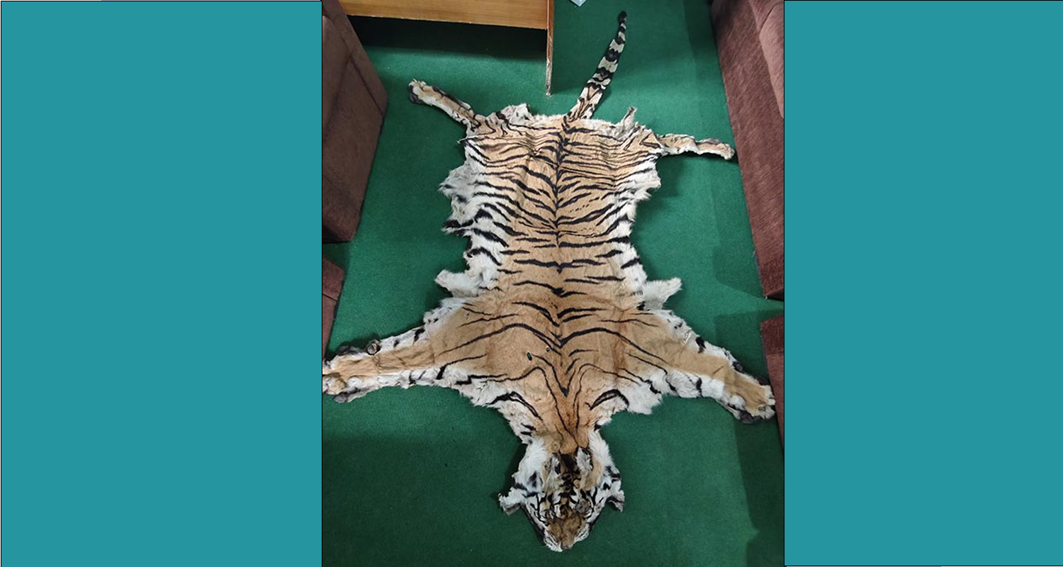 दाङमा बाघको छालासहित तीनजना पक्राउ