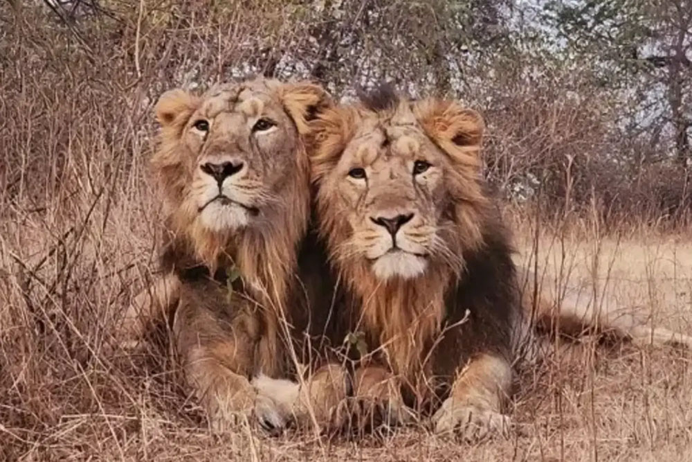 रहेन लोकप्रिय जय र वीरू सिंहको जोडी