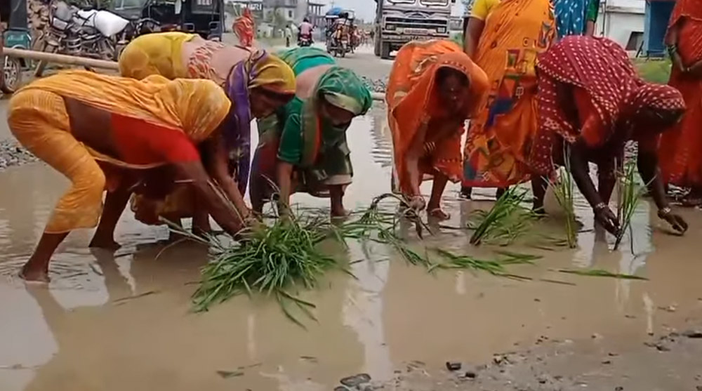 मोरङको कटहरीमा सडक निर्माण समयमा नभएपछि धान रोपेर स्थानीयको विरोध