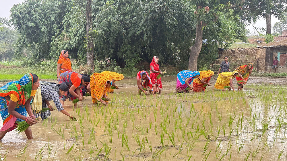 देशभर ९१ प्रतिशत धान रोपाइँ